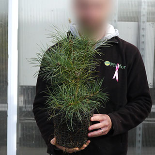 Christmas Tree - Lace back Pine in 3L pot